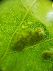 Callirhytis favosa