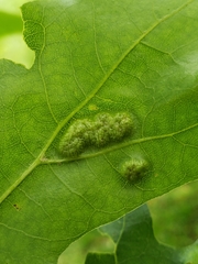 Callirhytis favosa
