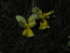 Viola calcarata