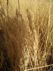 Bromus lanceolatus