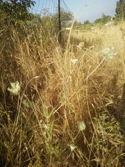 Lomelosia palaestina