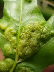 Callirhytis favosa