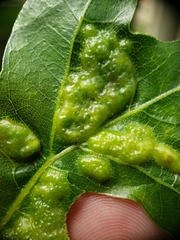 Callirhytis favosa