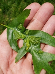 Callirhytis favosa