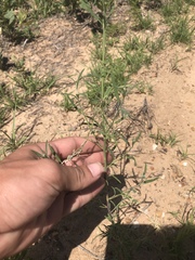 Chenopodium cycloides