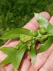 Callirhytis favosa