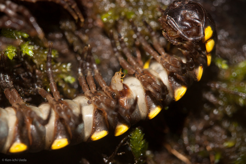 Yellow-spotted millipede