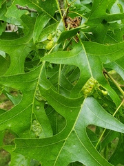 Callirhytis favosa