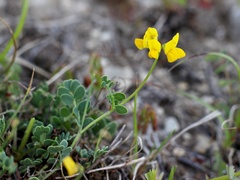 Coronilla vaginalis