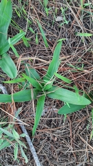 Cyanella hyacinthoides