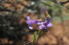 Penstemon gairdneri