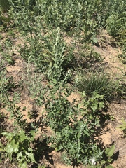 Chenopodium desiccatum leptophylloides