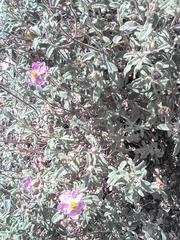 Cistus tauricus
