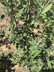 Chenopodium desiccatum leptophylloides