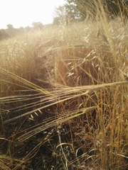 Hordeum spontaneum