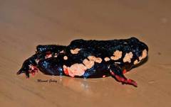 Melanophryniscus stelzneri