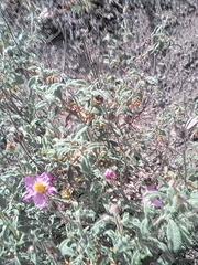 Cistus tauricus