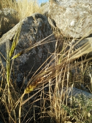 Triticum dicoccoides