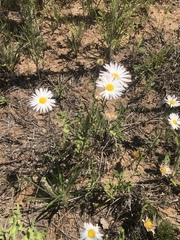 Aphanostephus skirrhobasis