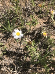 Aphanostephus skirrhobasis