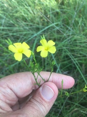 Linum sulcatum