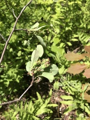 Amelanchier nantucketensis
