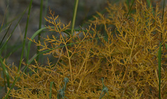 Ferula songarica