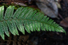 Polystichum dudleyi