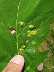 Callirhytis favosa