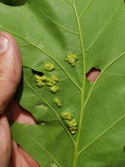 Callirhytis favosa