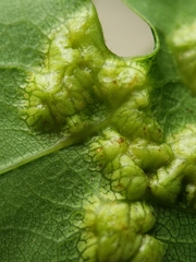 Callirhytis favosa