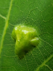 Callirhytis favosa