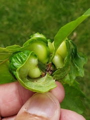 Neuroterus quercusbatatus