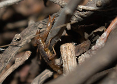 Centruroides vittatus
