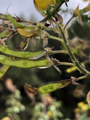 Adenocarpus foliolosus image