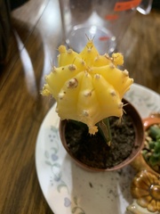 Gymnocalycium