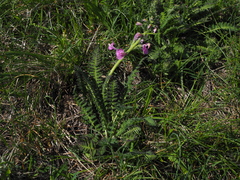 Pedicularis gyroflexa