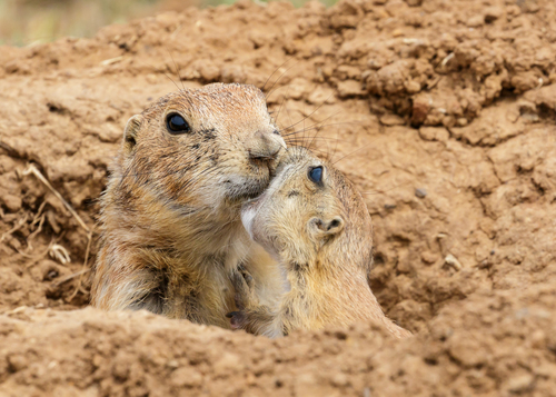 Black-tailed Prairie Dog photographed in Alabama