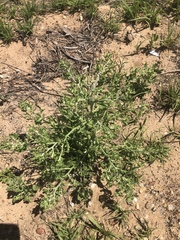 Cycloloma atriplicifolium