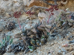 Crassula grisea