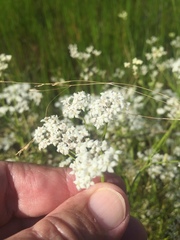 Limnosciadium pinnatum