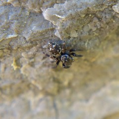 Pseudeuophrys erratica