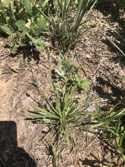 Plantago wrightiana