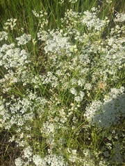 Limnosciadium pinnatum