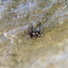 Pseudeuophrys erratica