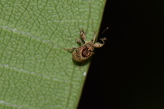 Achia adusta