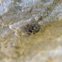 Pseudeuophrys erratica