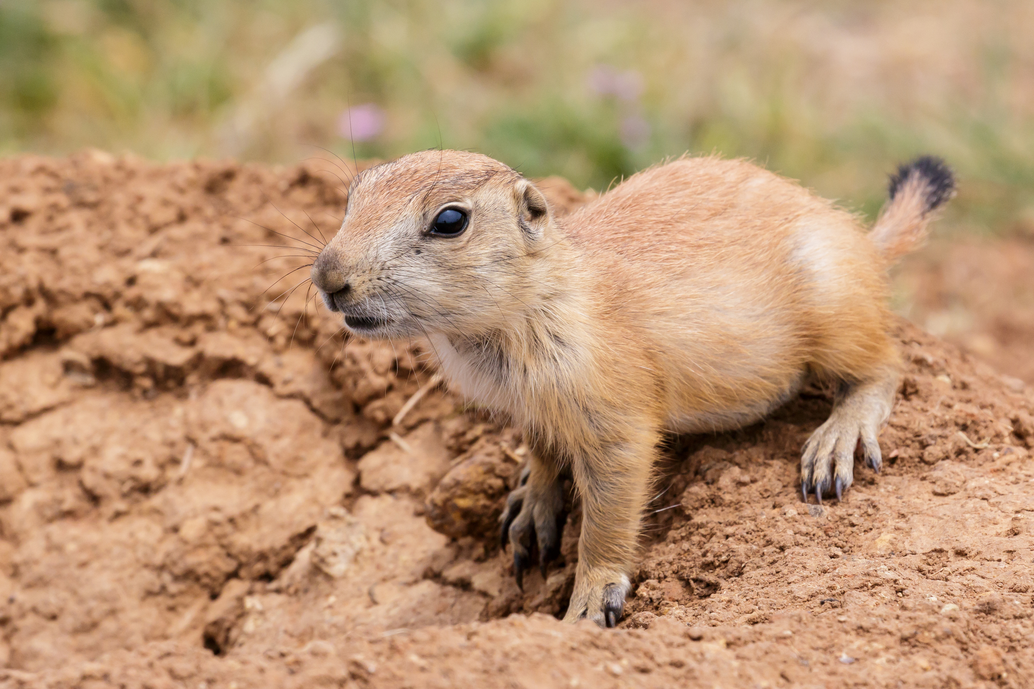 what family are prairie dogs