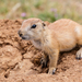 Black-tailed Prairie Dog - Photo (c) Meghan Cassidy, some rights reserved (CC BY-SA), uploaded by Meghan Cassidy