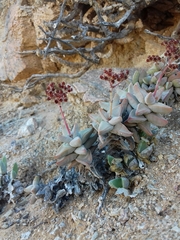 Crassula grisea